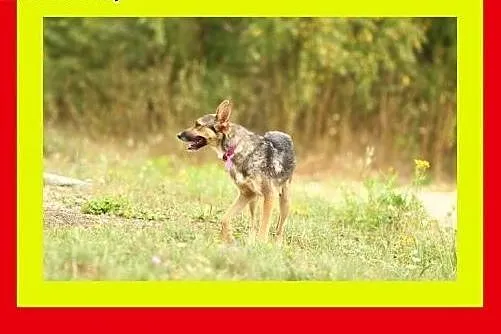 11 kg,sarenkowata,młoda 1,5 roczna łagodna suczka 