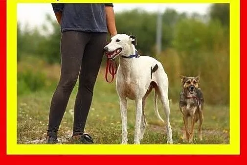 11 kg,sarenkowata,młoda 1,5 roczna łagodna suczka 