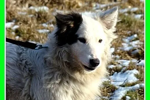 Szpic mix,krótkie łapki,wesoły,przyjazny,towarzysk