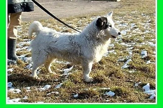 Szpic mix,krótkie łapki,wesoły,przyjazny,towarzysk