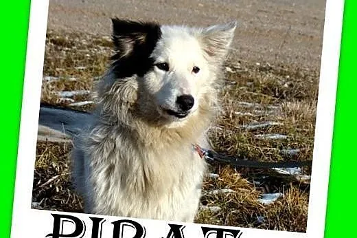 Szpic mix,krótkie łapki,wesoły,przyjazny,towarzysk
