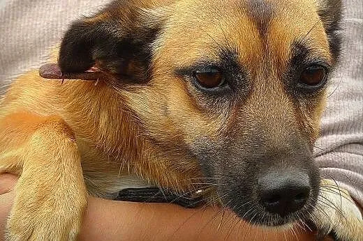 Muffinka żyje w schronisku, które wkrótce będzie z
