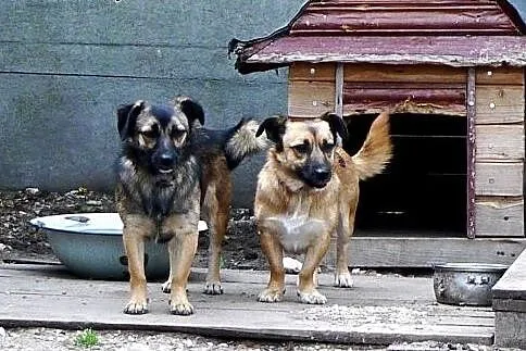 Muffinka żyje w schronisku, które wkrótce będzie z