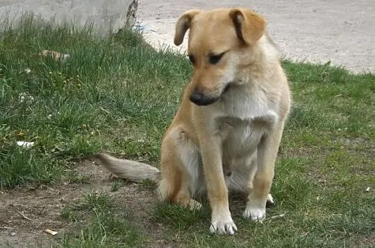 Cudowny Gasper mieszka na ulicy- szukamy domu na c