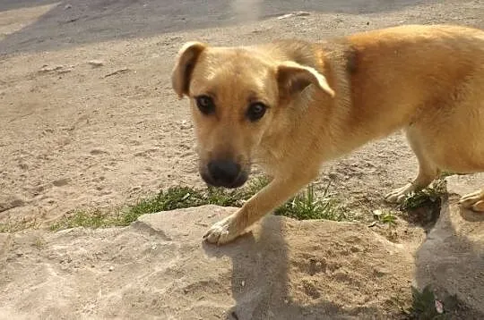 Cudowny Gasper mieszka na ulicy- szukamy domu na c
