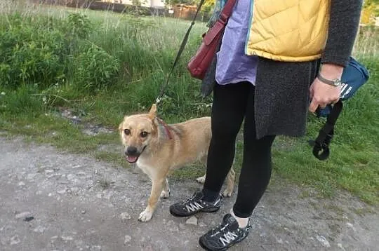 Cudowny Gasper mieszka na ulicy- szukamy domu na c