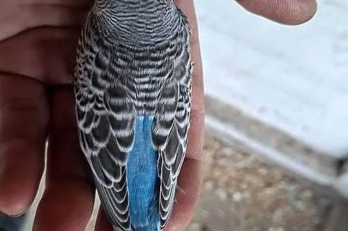 Faliste szpalt bleckface, blackwing, Wielkopolskie, Jarocin
