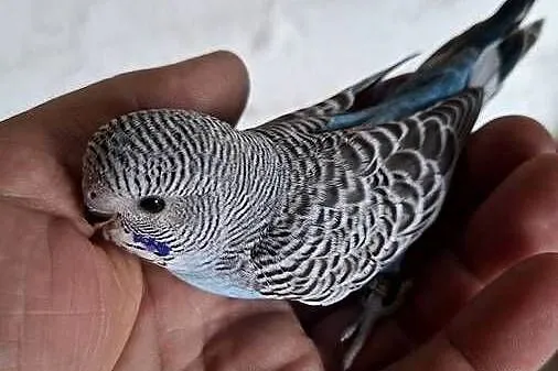 Faliste szpalt bleckface, blackwing, Wielkopolskie, Jarocin