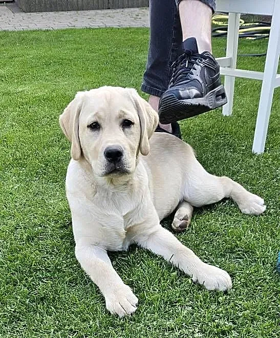 Labrador retriever Zkwp FCI Suczka, Śląskie, Lgota Mała