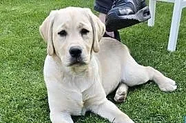 Labrador retriever Zkwp FCI Suczka