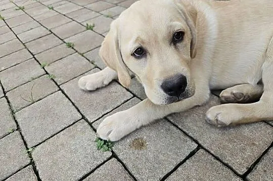 Labrador retriever Zkwp FCI Suczka, Śląskie, Lgota Mała