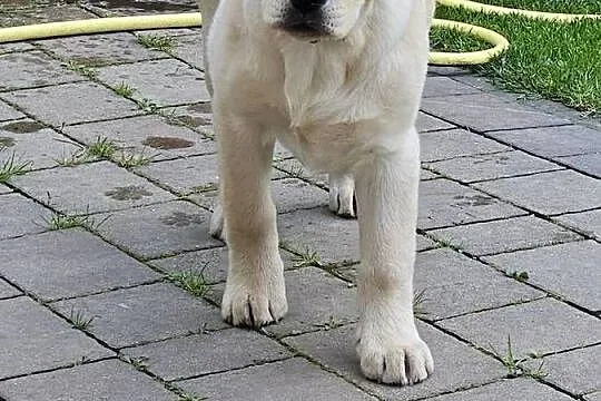Labrador retriever Zkwp FCI Suczka, Śląskie, Lgota Mała