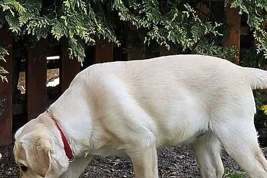 Labrador retriever Zkwp FCI Suczka, Śląskie, Lgota Mała