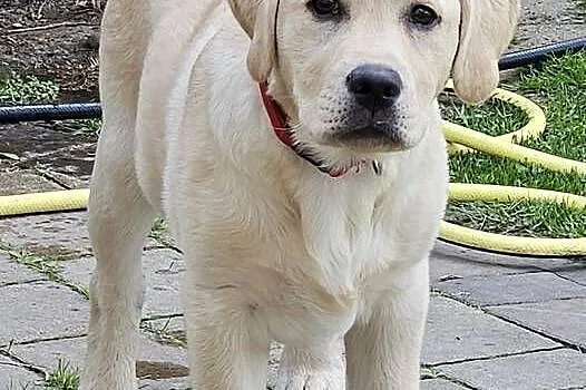 Labrador retriever Zkwp FCI Suczka, Śląskie, Lgota Mała