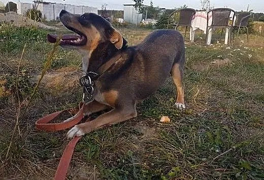SZATAN super pies dla super ludzi!, mazowieckie W