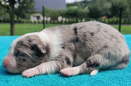 Piękny szczeniak BORDER COLLIE z Hodowli - Rasowy pies z pełną dok.