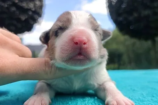 Piękny szczeniak BORDER COLLIE z Hodowli - Rasowy pies z pełną dok., Podkarpackie, Iwonicz
