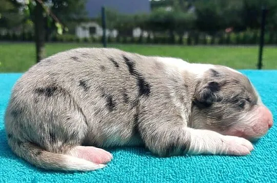 Piękny szczeniak BORDER COLLIE z Hodowli - Rasowy pies z pełną dok., Podkarpackie, Iwonicz