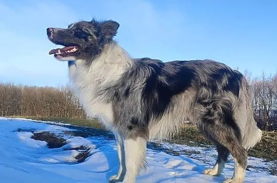 Piękny szczeniak BORDER COLLIE z Hodowli - Rasowy pies z pełną dok., Podkarpackie, Iwonicz