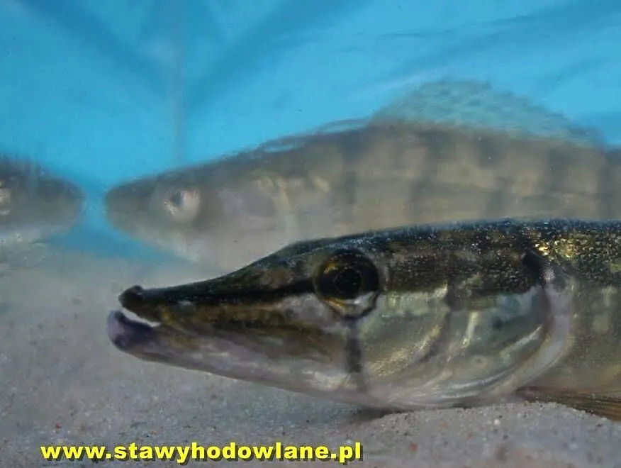 Szczupak 9 cm ryby do zarybień stawów i oczek wodnych - Wysyłka, Łódzkie, Silnica