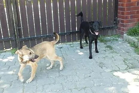 Celinka 6 miesięczna sunia szuka kochającego i odp