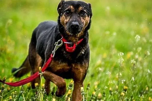 Kruki - chętnie jako drugi piesek ,  świętokrzyski