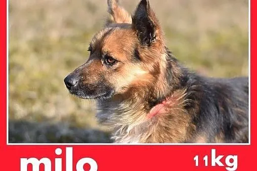10kg,łagodny,wesoły,towarzyski piesek MILO.ADOPCJA,  dolnośląskie Wrocław