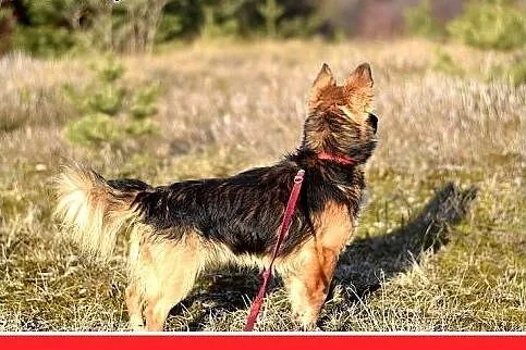 10kg,łagodny,wesoły,towarzyski piesek MILO.ADOPCJA