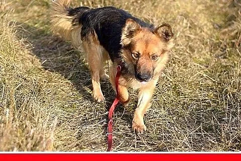10kg,łagodny,wesoły,towarzyski piesek MILO.ADOPCJA