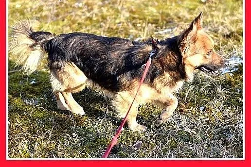 10kg,łagodny,wesoły,towarzyski piesek MILO.ADOPCJA