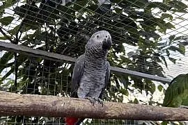 Papuga żako samczyk oswojony