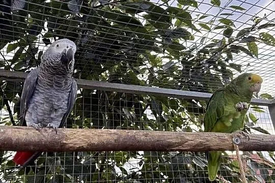 Papuga żako samczyk oswojony, Lubuskie, Świebodzin