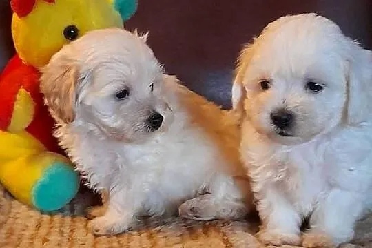 Maltipoo szczeniaki F1, Podlaskie, Augustów