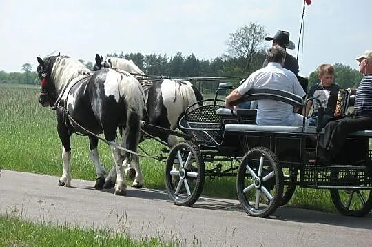 Klacz zimnokrwista