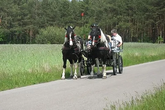 Klacz zimnokrwista