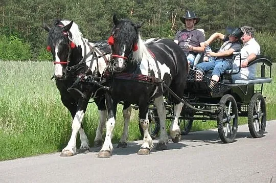 Klacz zimnokrwista