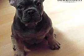 Buldog Francuski - mały.terminator