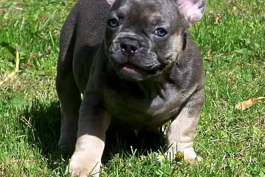 Buldog Francuski - mały.terminator, Opolskie, Paczków