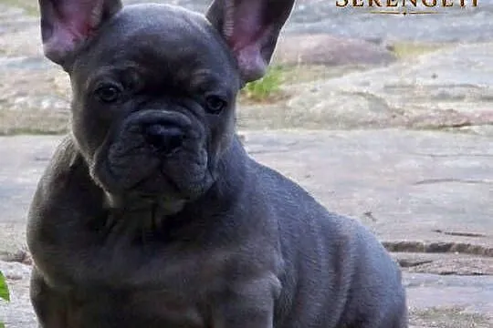 Buldog Francuski - mały.terminator, Opolskie, Paczków