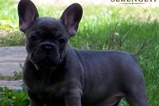 Buldog Francuski - mały.terminator, Opolskie, Paczków