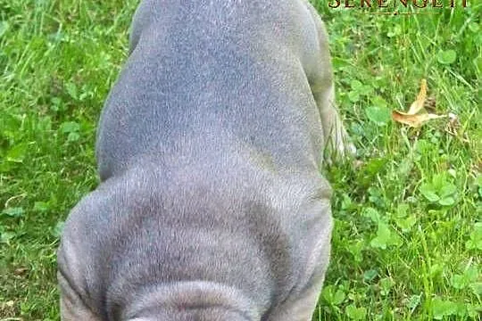 Buldog Francuski - mały.terminator, Opolskie, Paczków