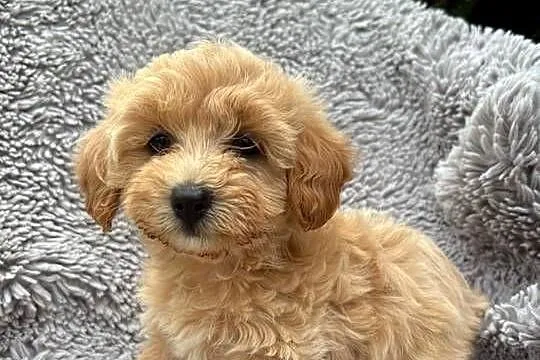 Maltipoo