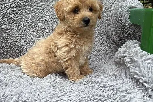 Maltipoo, Podkarpackie, Jasło