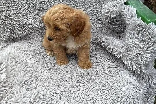 Maltipoo, Podkarpackie, Jasło