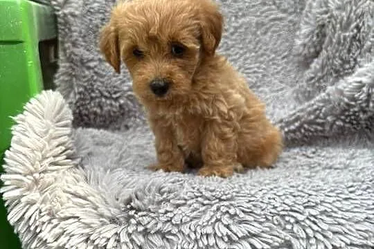 Maltipoo, Podkarpackie, Jasło
