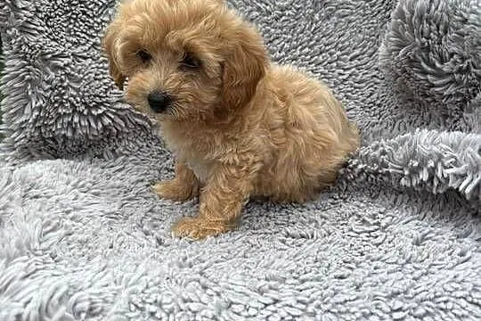 Maltipoo, Podkarpackie, Jasło