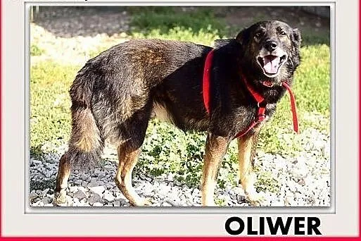OLIWER,średni,przyjazny,spokojny,szczepiony piesek.ADOPCJA,  mazowieckie Warszawa, Mazowieckie, Warszawa
