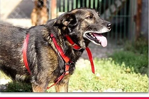 OLIWER,średni,przyjazny,spokojny,szczepiony piesek.ADOPCJA,  mazowieckie Warszawa, Mazowieckie, Warszawa
