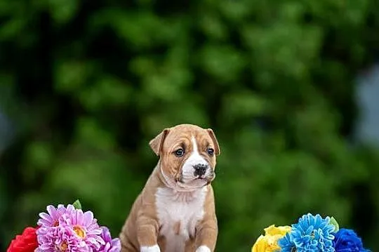 Amstaff szczeniaki, Pomorskie, Gdańsk