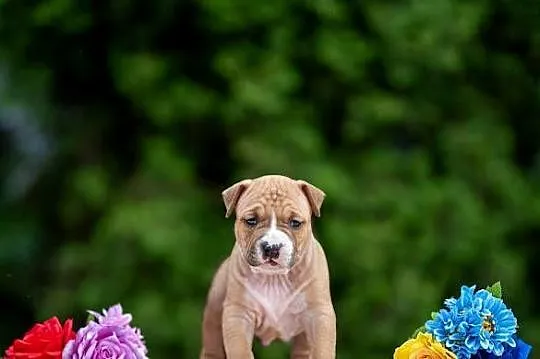 Amstaff szczeniaki, Pomorskie, Gdańsk